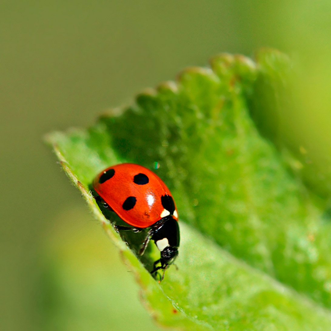 ¿Por qué Kressiendo?